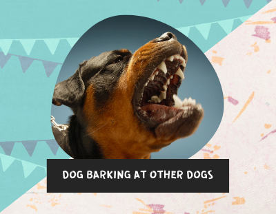 Why Is My Dog Barking At Other Dogs? | 3 Simple Reasons And Solutions