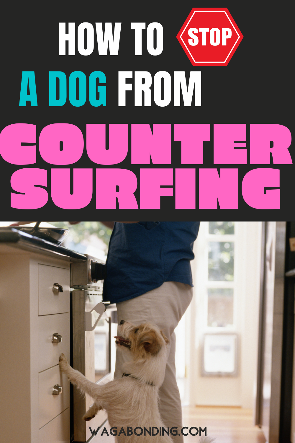 How to stop a dog from counter surfing | 12 steps to stop counter surfing