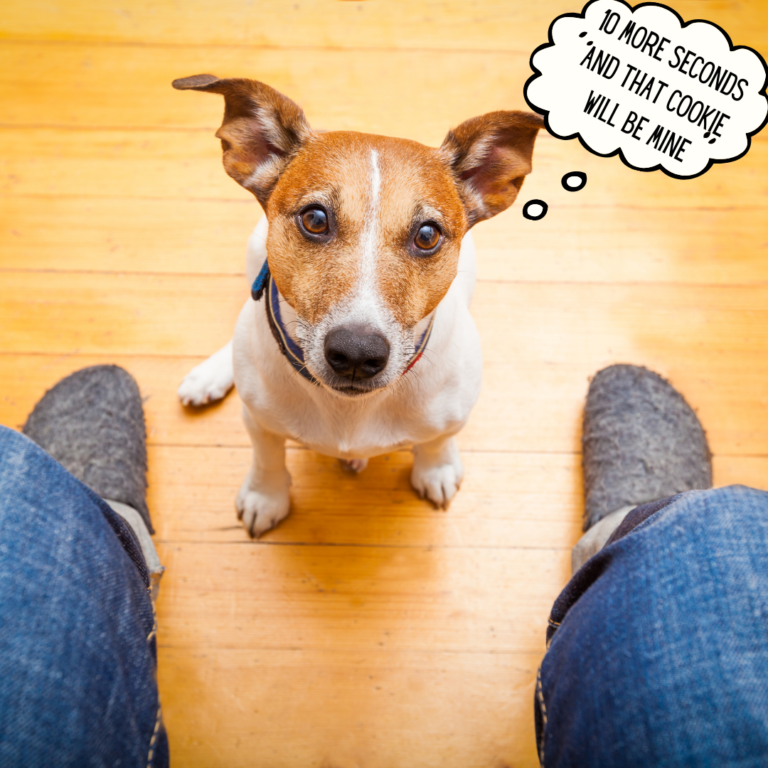 How to stop a dog from counter surfing | 12 steps to stop counter surfing