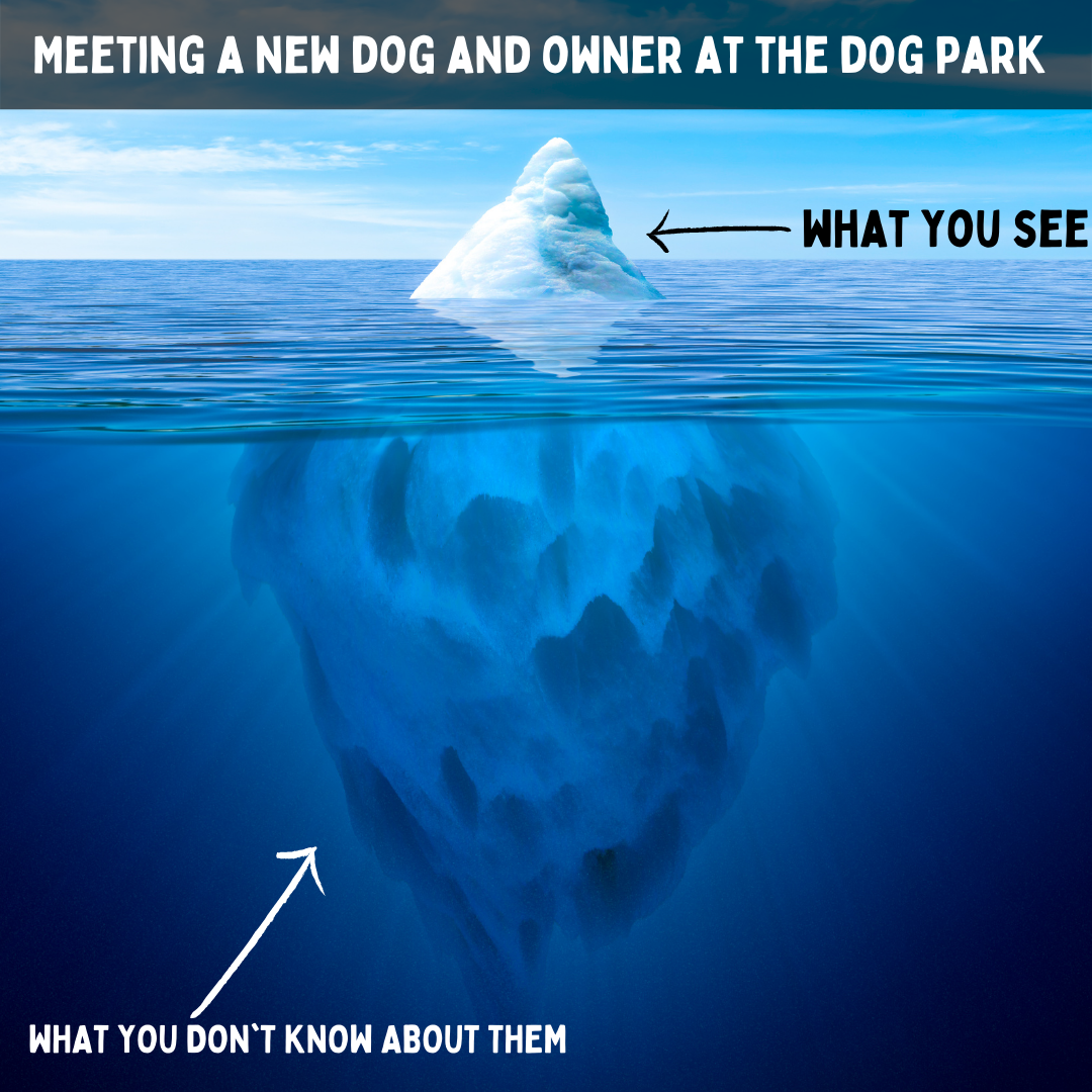 Dog Park Etiquette & Why you'd never find a dog trainer's dog in dog parks