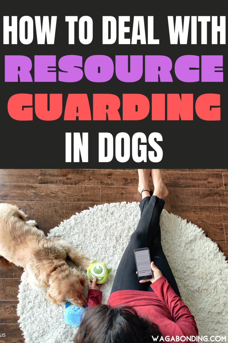 Resource guarding behavior in dogs A quick guide