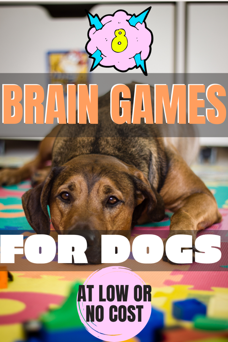 brain-games-for-dogs-fun-ways-to-start-brain-training-your-dog