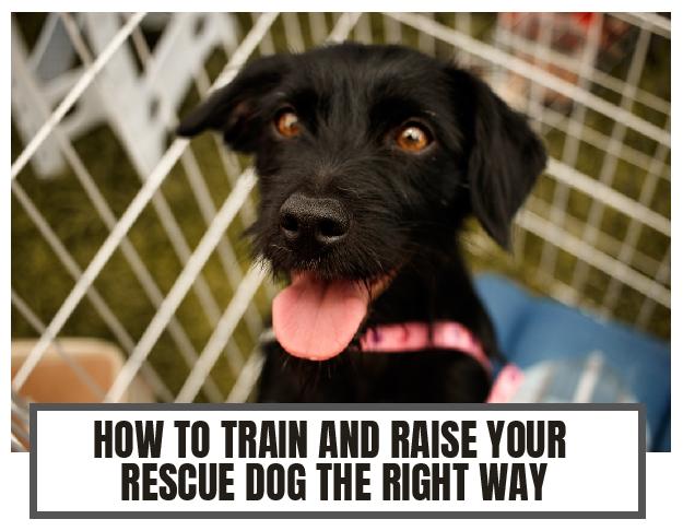 HOW TO TRAIN A RESCUE DOG | EASY-TO-FOLLOW TRAINING TIPS