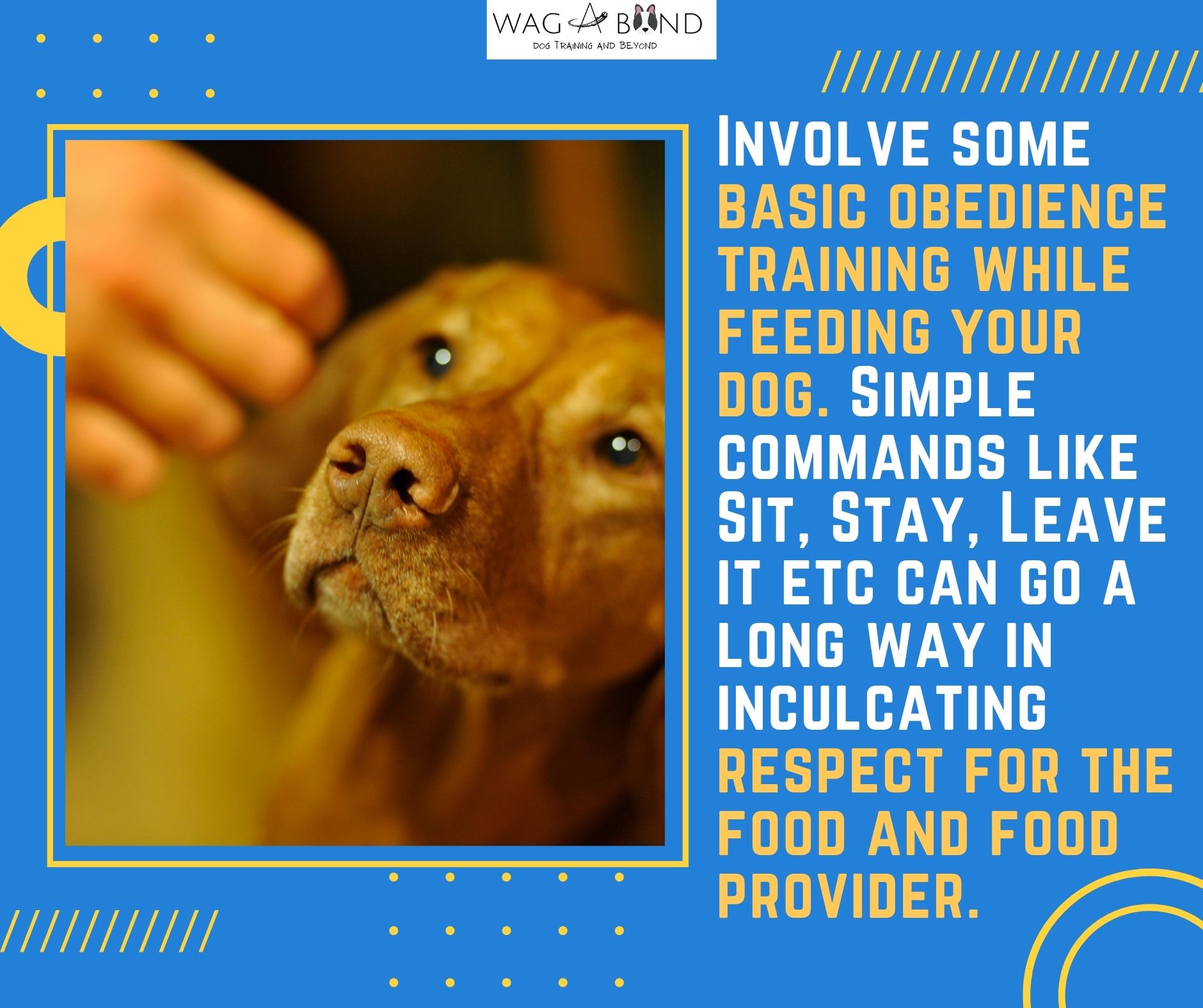 10 Steps To Deal With Food Aggression In Dogs | A Dog Trainer's POV