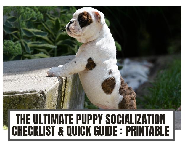 The Ultimate Puppy Socialization Checklist - Wagabonding.com