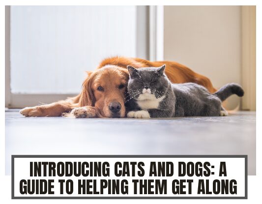 How to introduce a dog and a cat