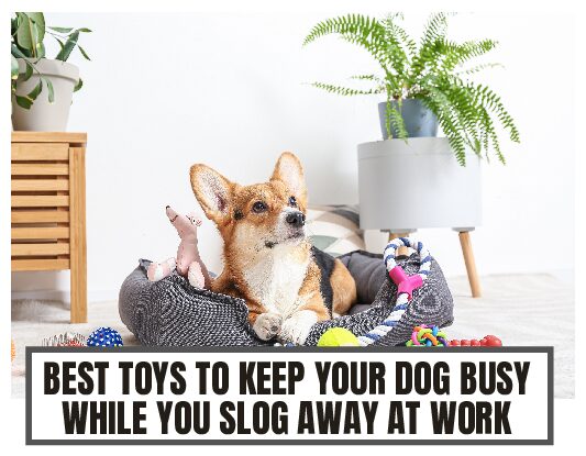 BEST TOYS TO KEEP DOG BUSY WHILE AT WORK pdf
