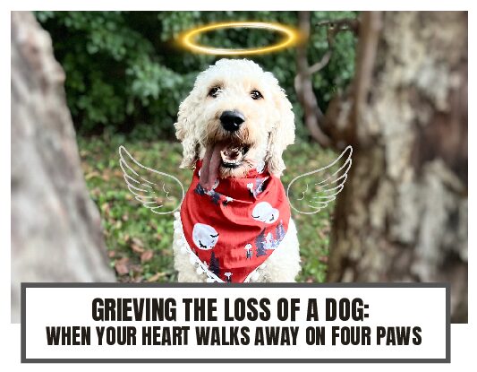 how to stop dogs from counter surfing 14 pdf